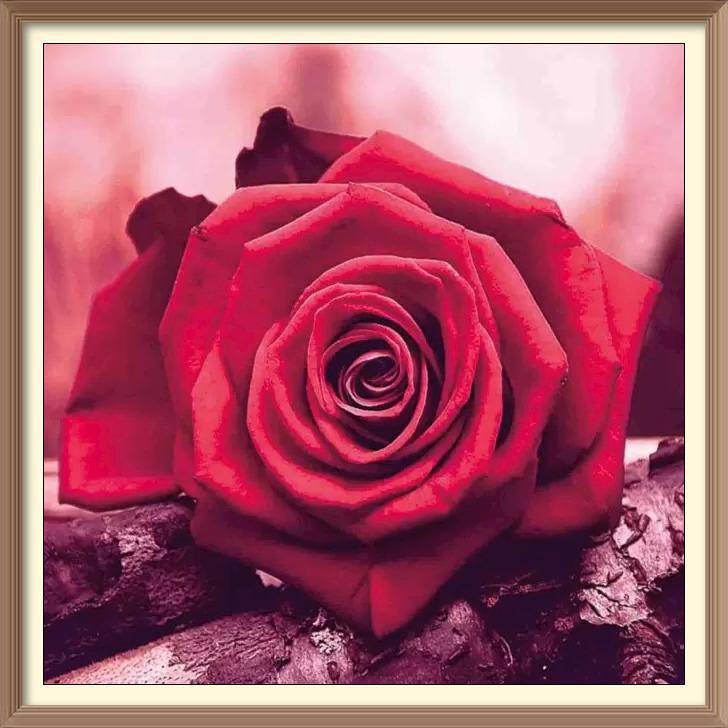 Pure Red Rose - Diamond Paintings - Diamond Art - Paint With Diamonds - Legendary DIY - Best price - Premium - Free Shipping - Arts and Crafts